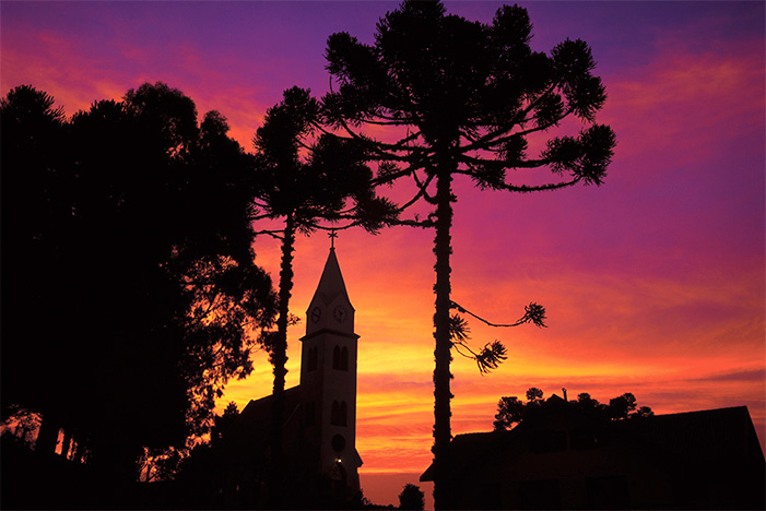 Entardecer em Gramado, com a silhueta de uma araucária