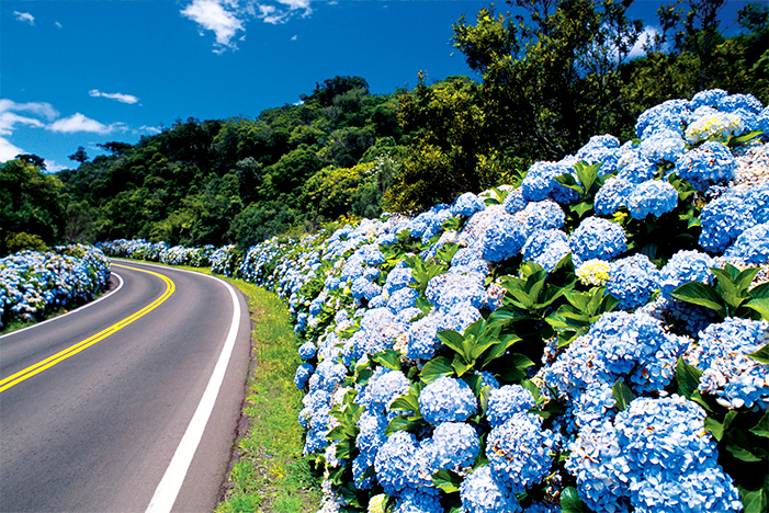 As belas hortênsias são características da paisagem da cidade